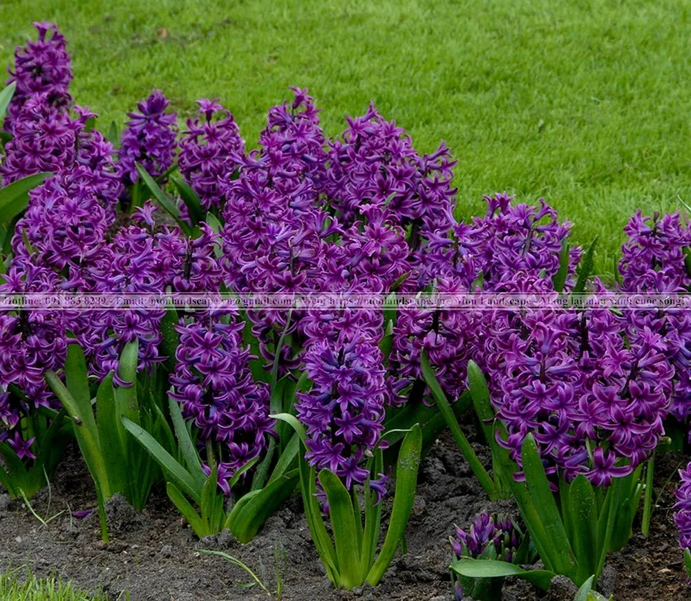 Một số cây xanh có khả năng đuổi muỗi