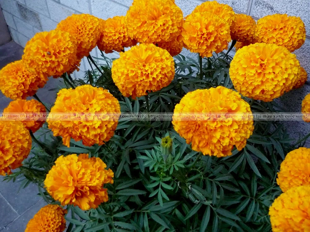 Một số cây xanh có khả năng đuổi muỗi