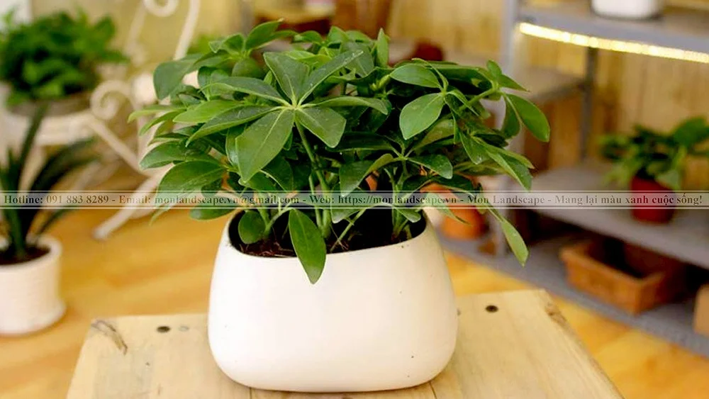 Một số cây xanh có khả năng đuổi muỗi