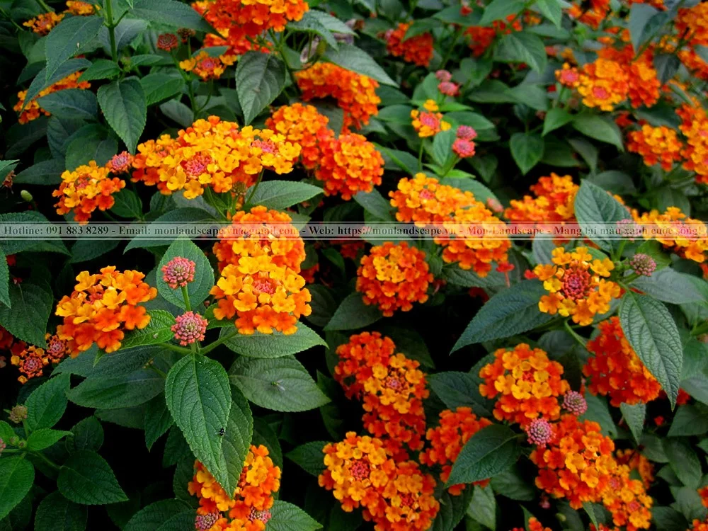 Một số cây xanh có khả năng đuổi muỗi