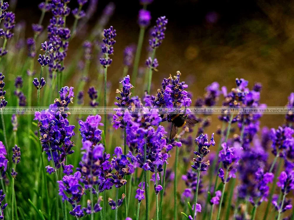 Một số cây xanh có khả năng đuổi muỗi