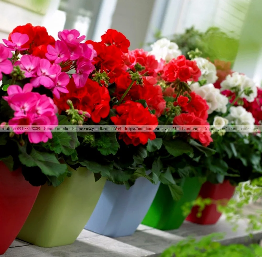 Một số cây xanh có khả năng đuổi muỗi