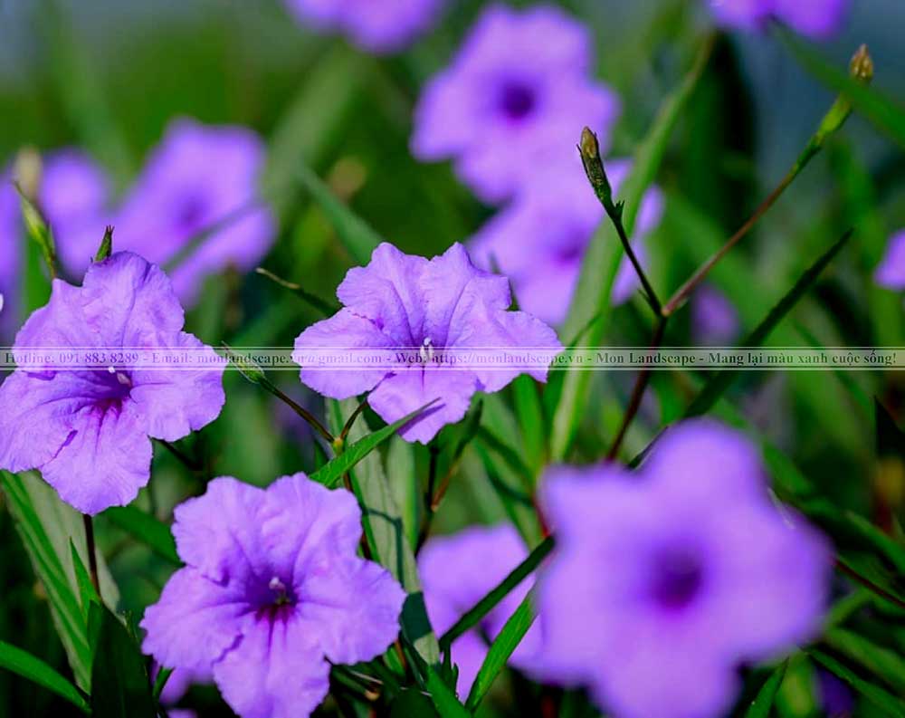 Top 10 cây bụi phổ biến thi công sân vườn