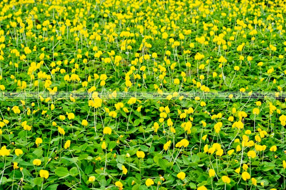 Top 10 cây bụi phổ biến thi công sân vườn