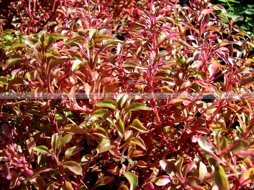 Top 10 cây bụi phổ biến thi công sân vườn
