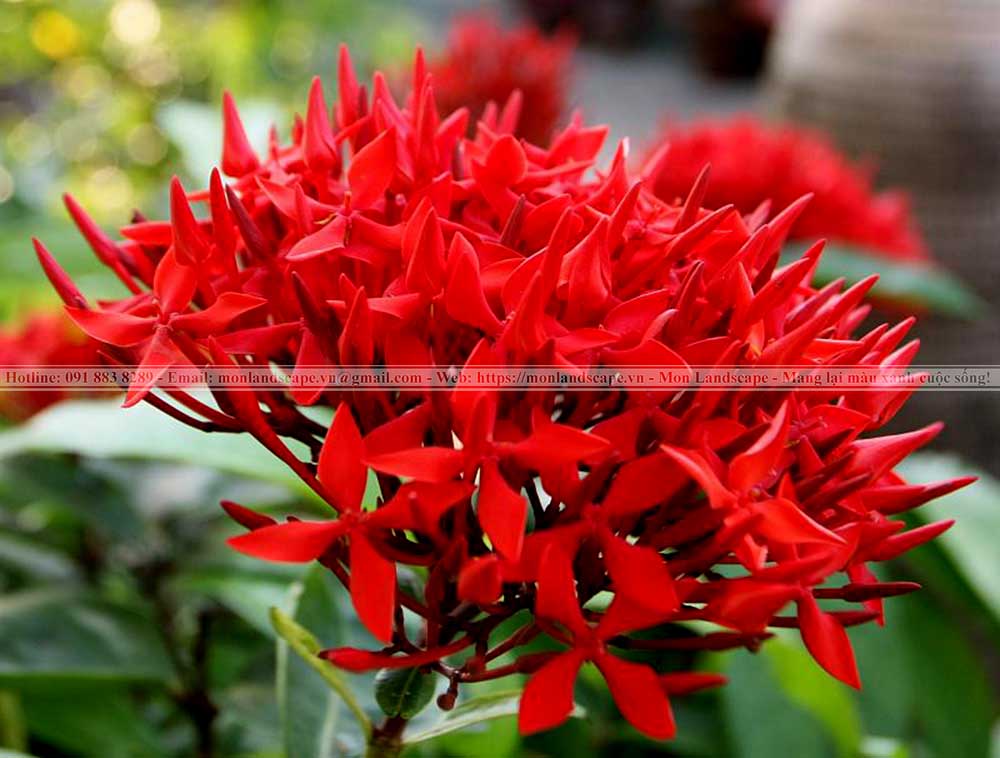 Top 10 cây bụi phổ biến thi công sân vườn