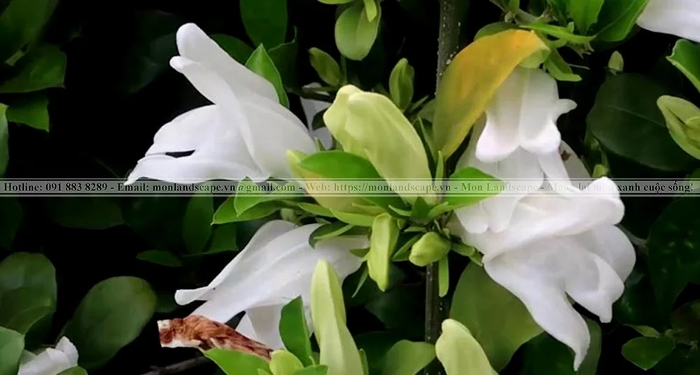 Top 10 cây bụi phổ biến thi công sân vườn