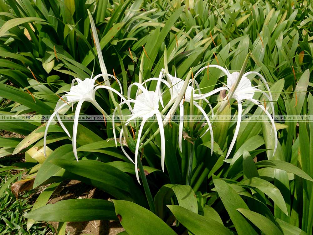 Top 10 cây bụi phổ biến thi công sân vườn
