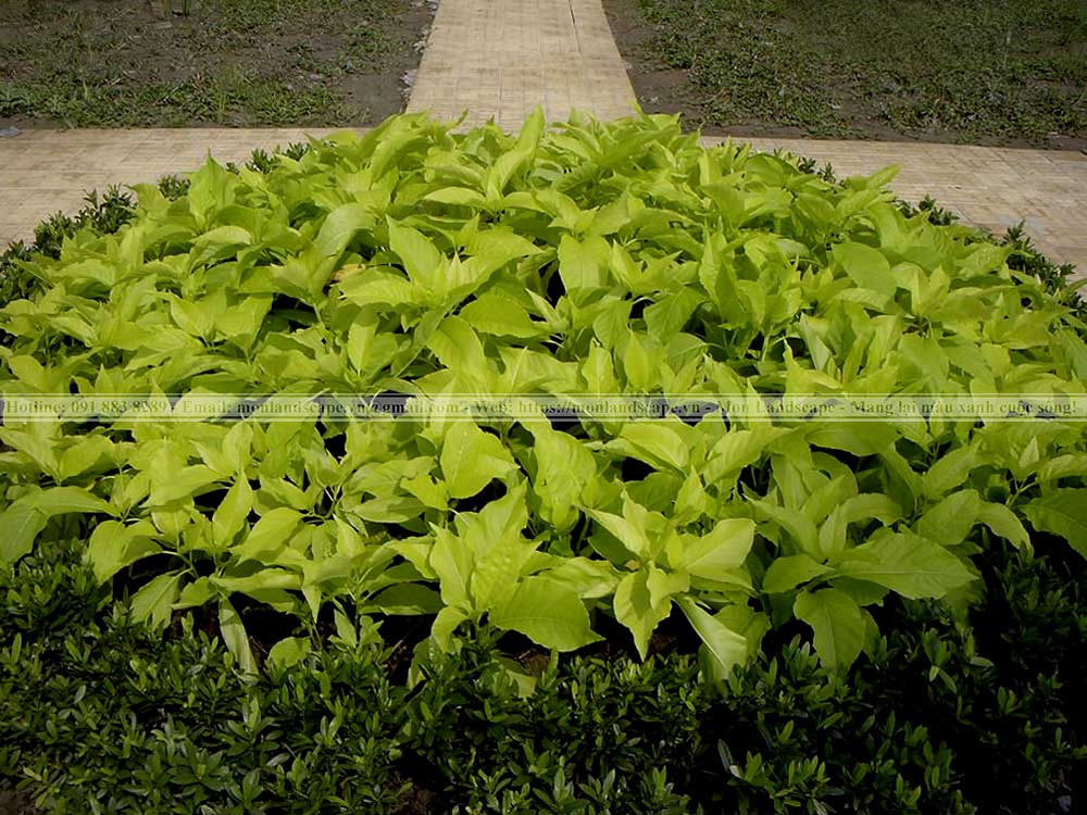 Top 10 cây bụi phổ biến thi công sân vườn