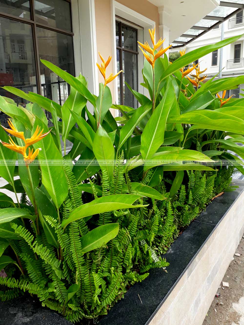 Top 10 cây bụi phổ biến thi công sân vườn