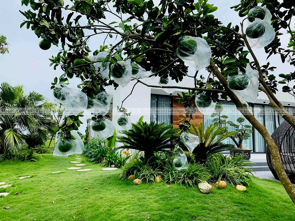 Tiểu cảnh đồi cỏ sân vườn