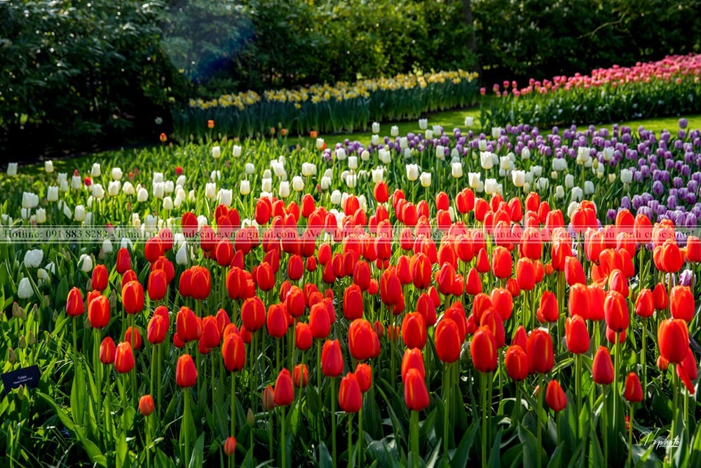 Vườn hoa Keukenhof -  Hà Lan