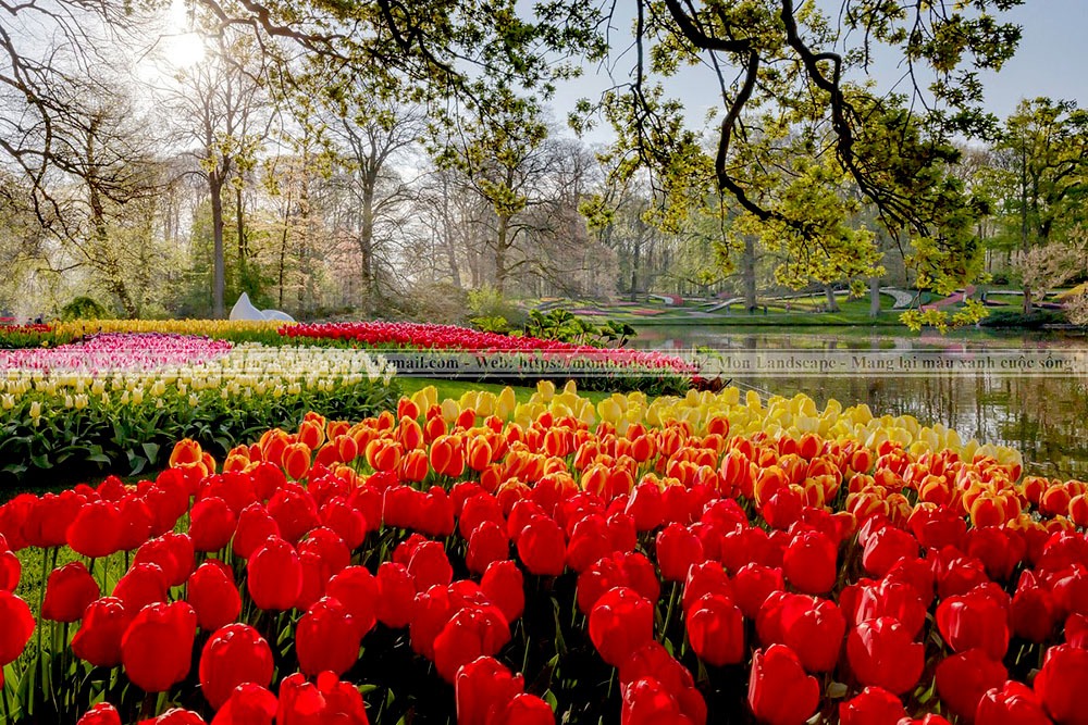Vườn hoa Keukenhof -  Hà Lan