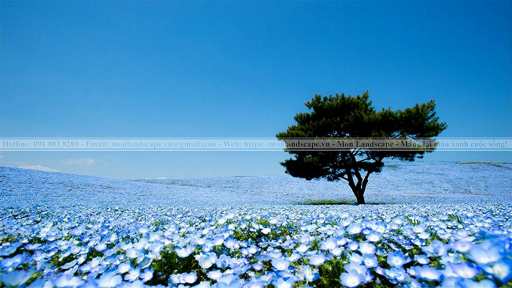 Cánh đồng hoa Nemophila, Nhật Bản