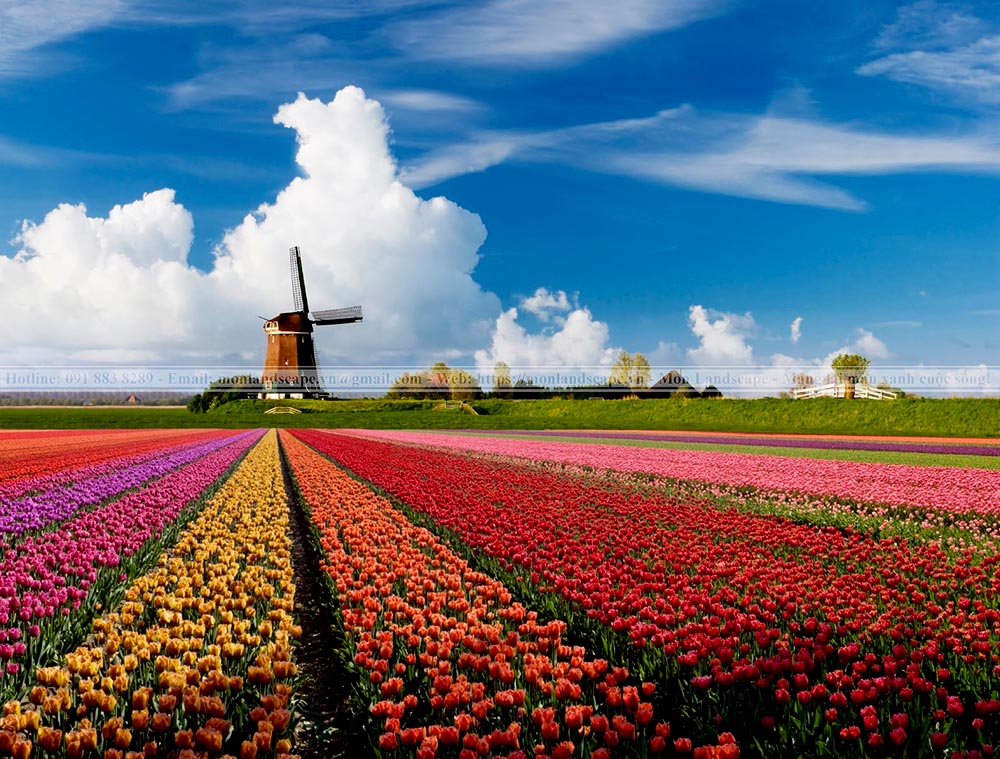 Cánh đồng hoa tulip Keukenhof, Hà Lan