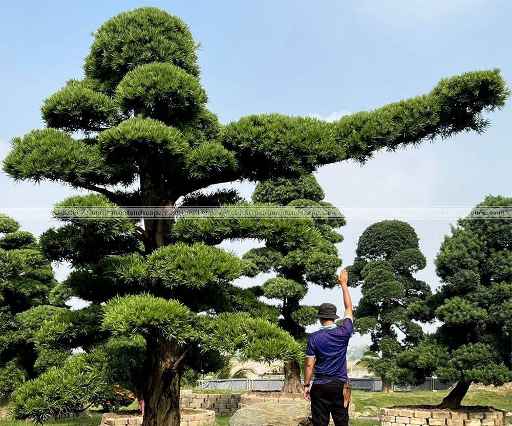 Tùng la hán - Đặc trưng sân vườn Nhật Bản