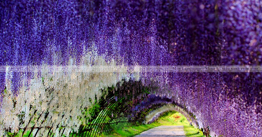 Vườn hoa tử đằng - Công viên Ashikaga, Nhật Bản