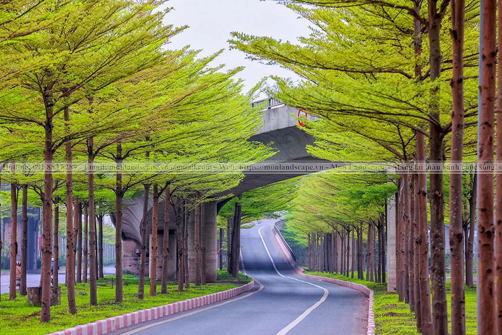 Những cây bóng mát được trồng nhiều trong cảnh quan
