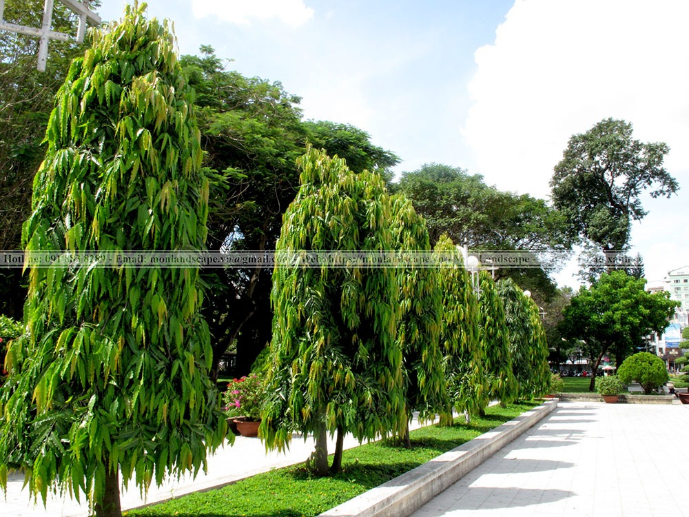 Những cây bóng mát được trồng nhiều trong cảnh quan