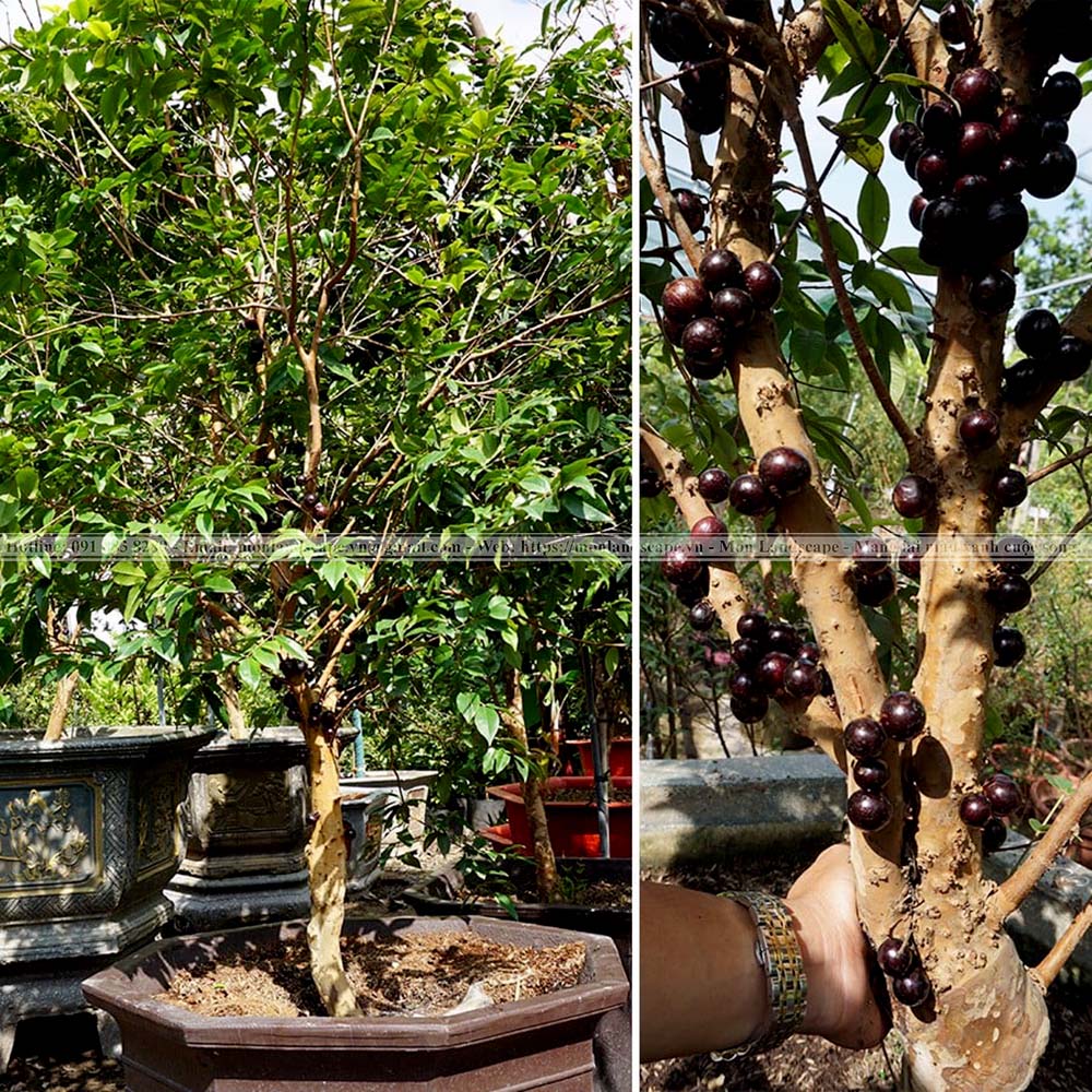 Những cây bóng mát được trồng nhiều trong cảnh quan
