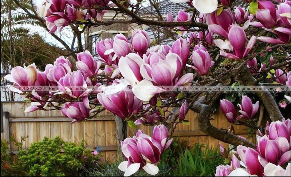 Những cây bóng mát được trồng nhiều trong cảnh quan