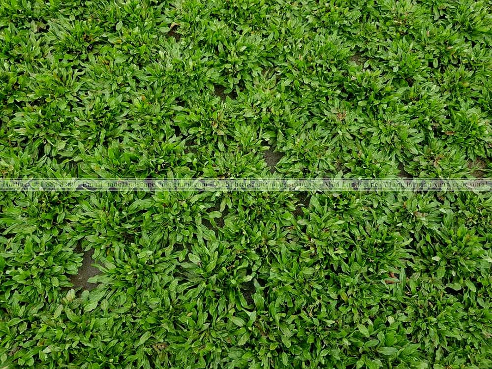 Các loại cỏ trồng thành thảm được yêu thích Các loại cỏ trồng thành thảm được yêu thích