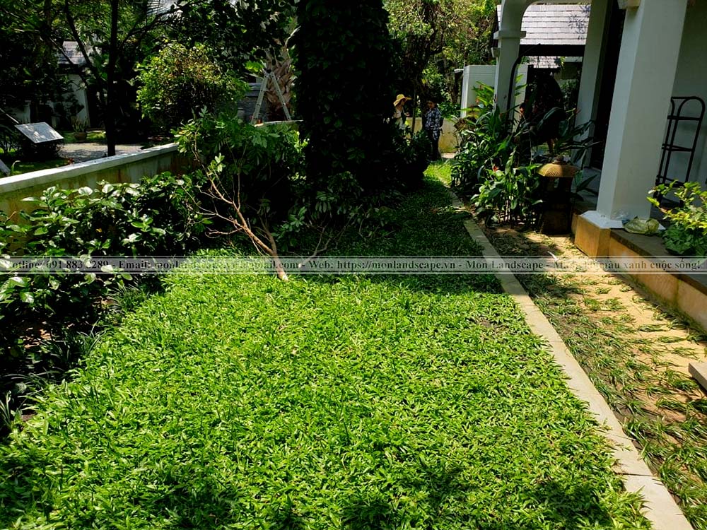 Các loại cỏ trồng thành thảm được yêu thích Các loại cỏ trồng thành thảm được yêu thích