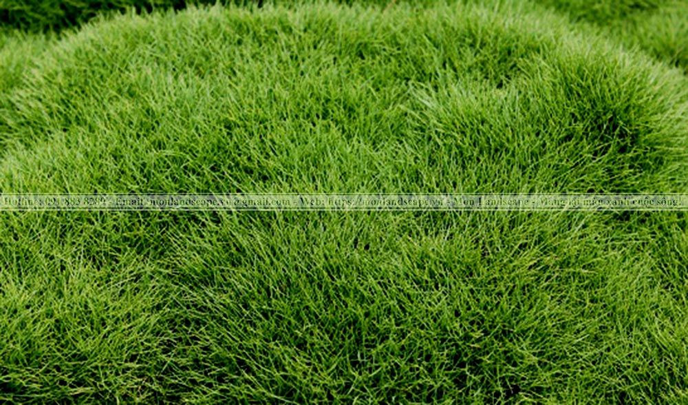 Các loại cỏ trồng thành thảm được yêu thích Các loại cỏ trồng thành thảm được yêu thích