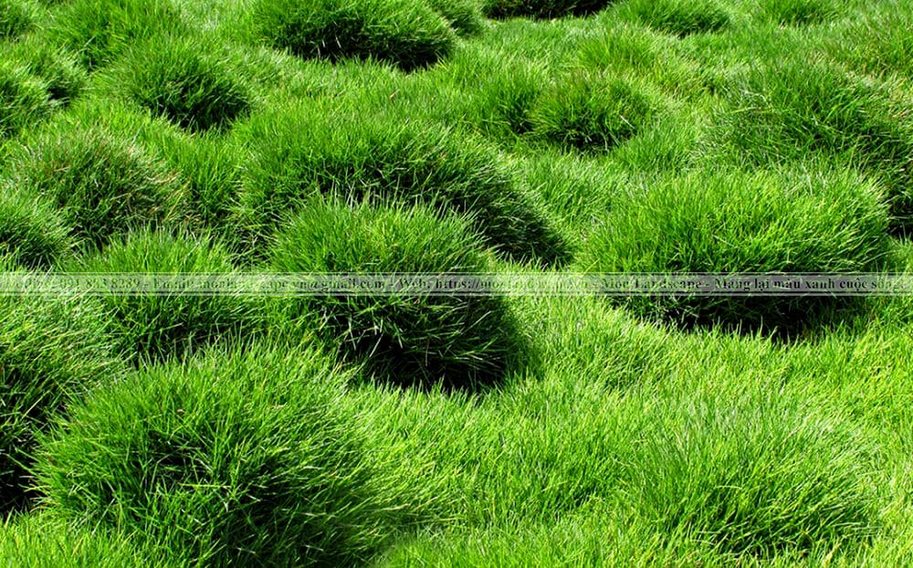 Các loại cỏ trồng thành thảm được yêu thích Các loại cỏ trồng thành thảm được yêu thích