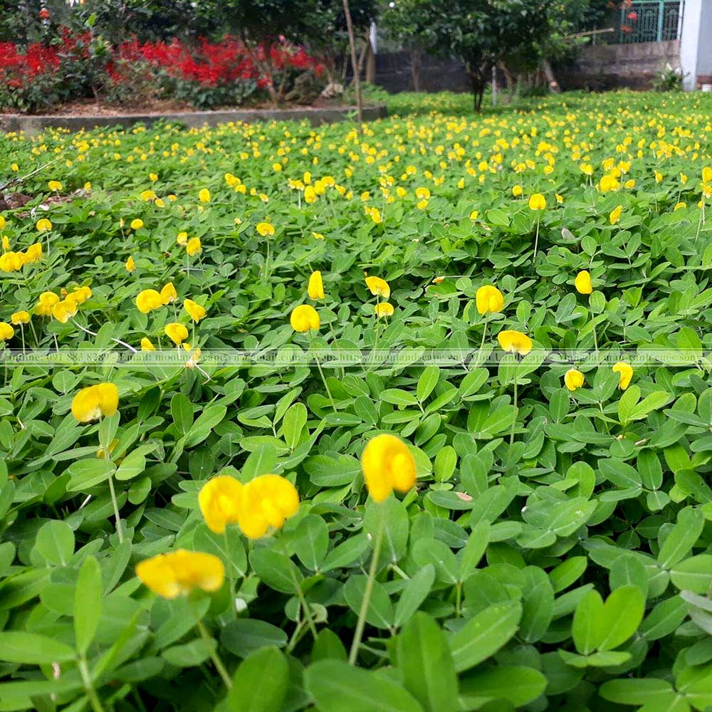 Các loại cỏ trồng thành thảm được yêu thích Các loại cỏ trồng thành thảm được yêu thích
