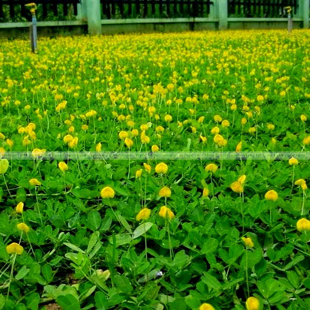 Các loại cỏ trồng thành thảm được yêu thích Các loại cỏ trồng thành thảm được yêu thích