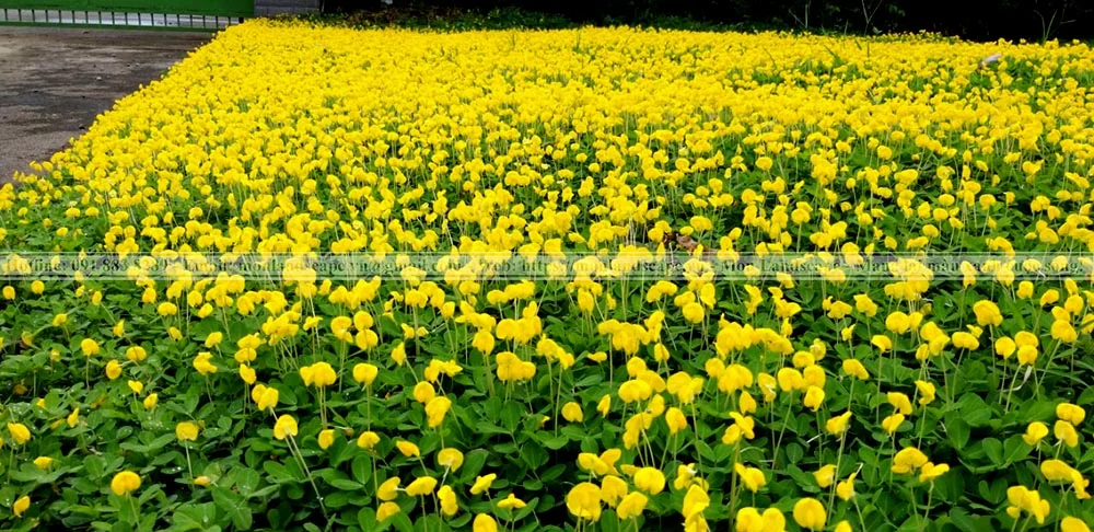 Các loại cỏ trồng thành thảm được yêu thích Các loại cỏ trồng thành thảm được yêu thích