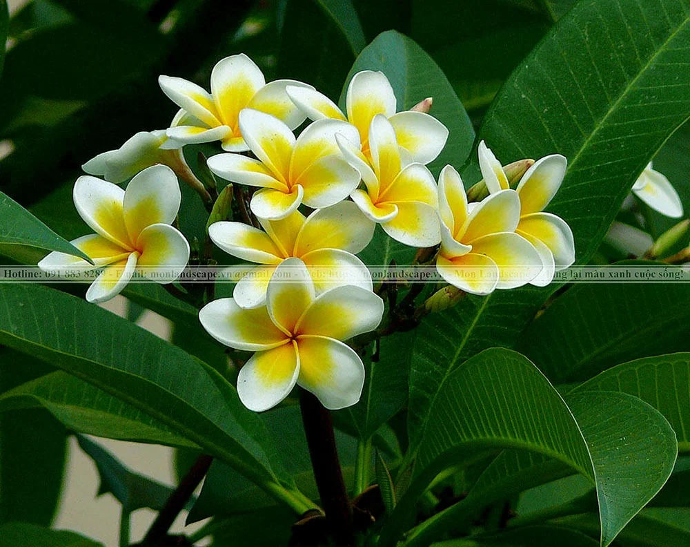 Cây xanh trồng quanh hồ cá koi