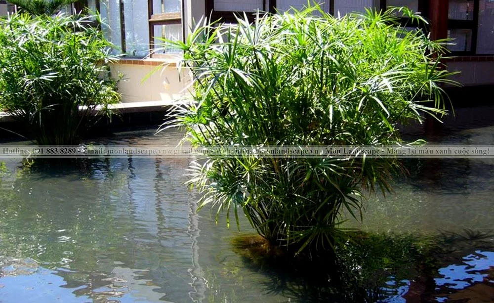 Cây xanh trồng quanh hồ cá koi