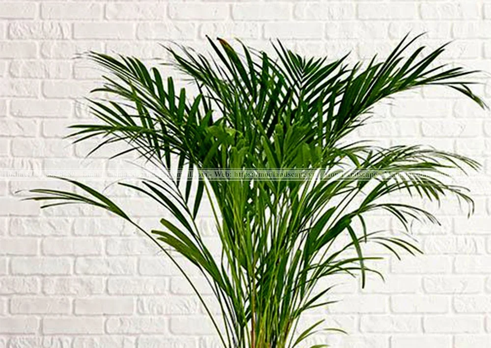 Cây xanh trồng quanh hồ cá koi