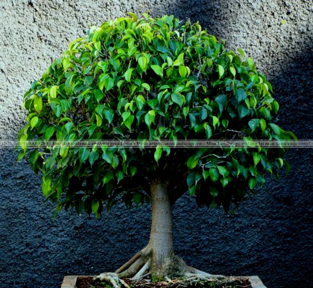 Cây xanh trồng quanh hồ cá koi