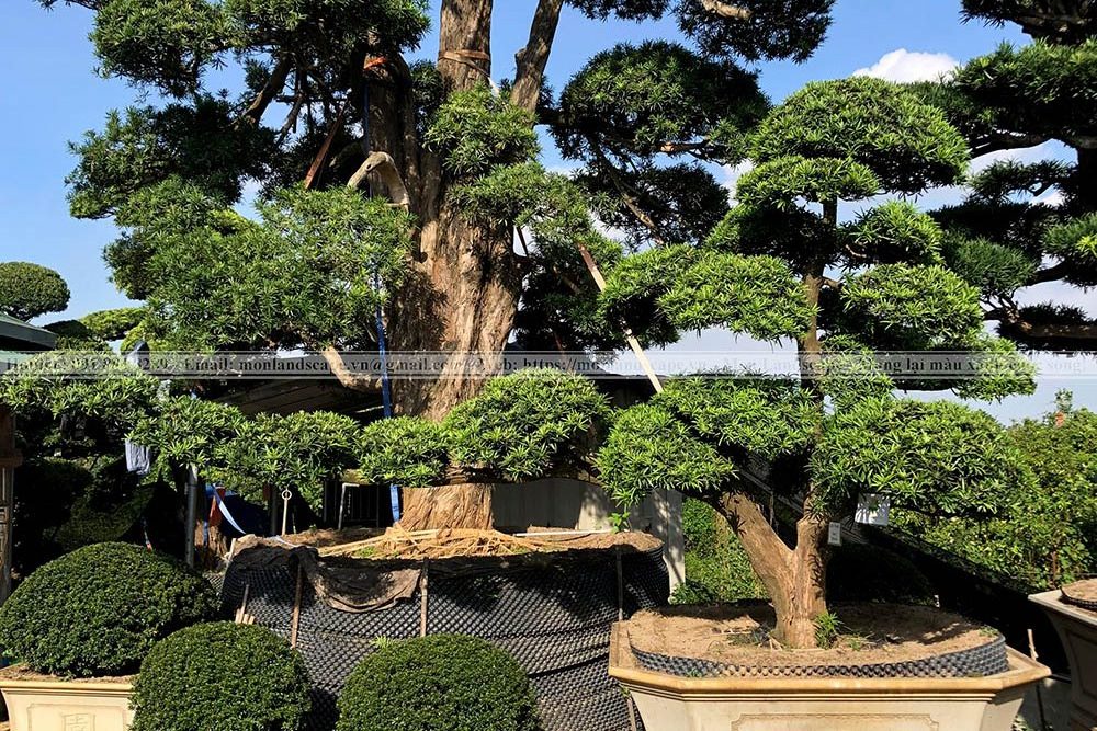 Tùng la hán - Đặc trưng sân vườn Nhật Bản