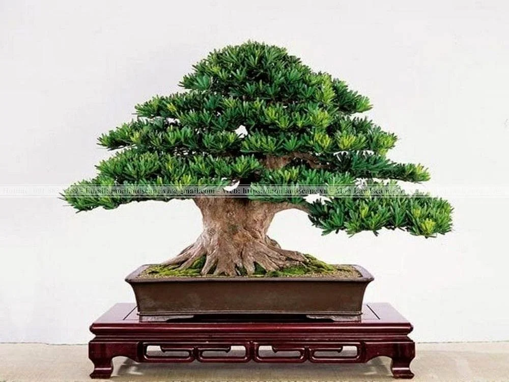 Tùng la hán - Đặc trưng sân vườn Nhật Bản