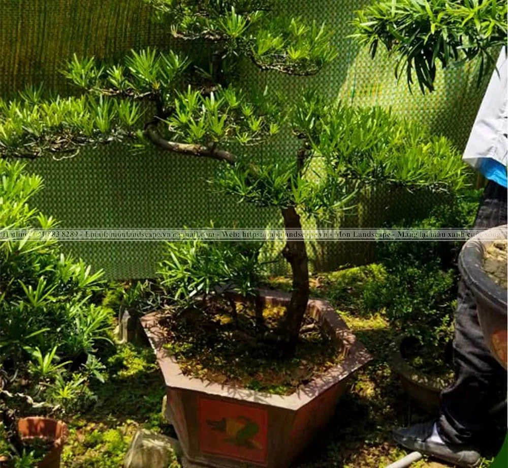 Tùng la hán - Đặc trưng sân vườn Nhật Bản