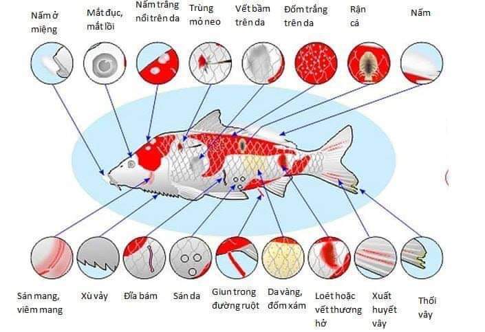Kĩ thuật chăm sóc cá Koi 