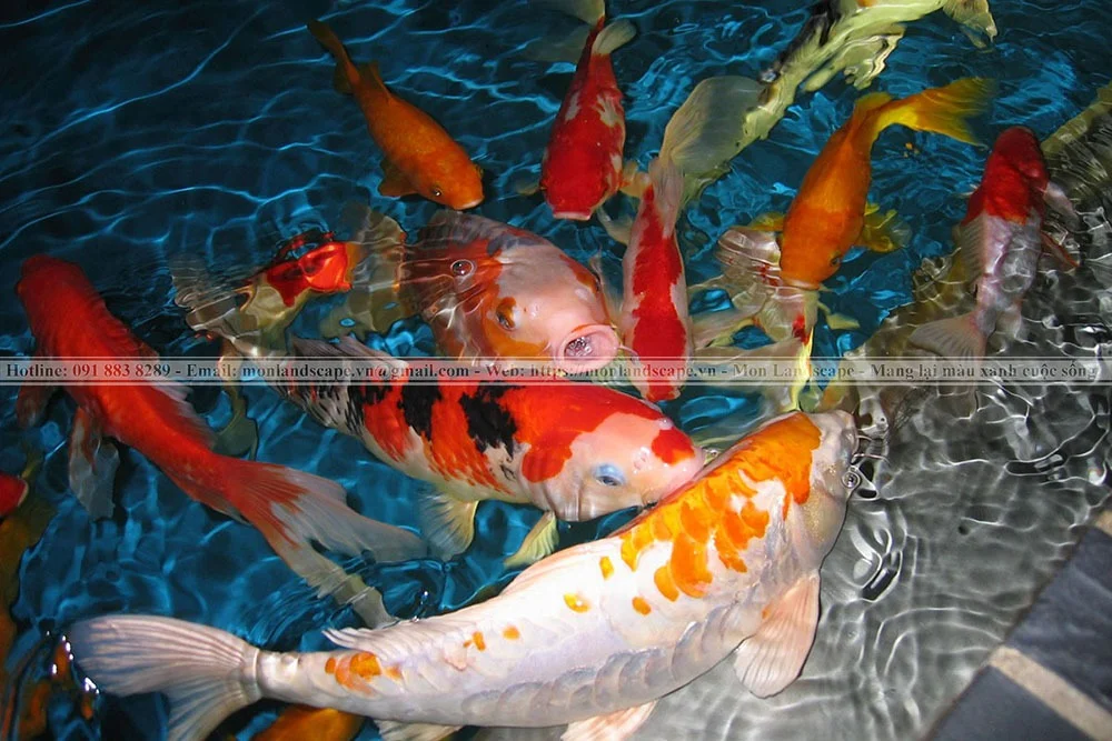 Kĩ thuật chăm sóc cá Koi 