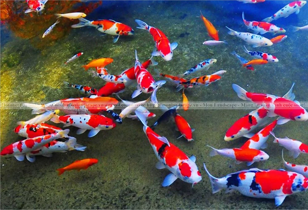 Kĩ thuật chăm sóc cá Koi 