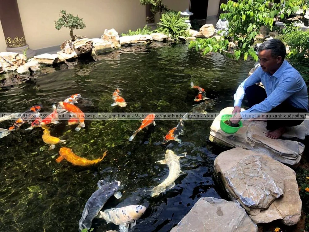 Kĩ thuật chăm sóc cá Koi 