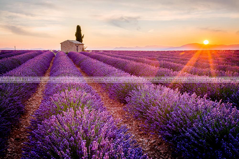 Top 5 vườn hoa đẹp nhất thế giới