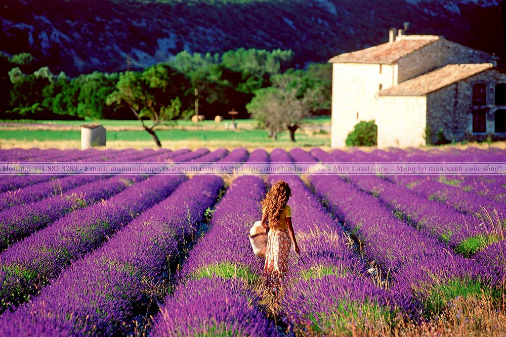 Top 5 vườn hoa đẹp nhất thế giới