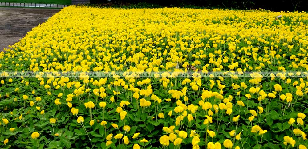 Vai trò của cây xanh trong cảnh quan