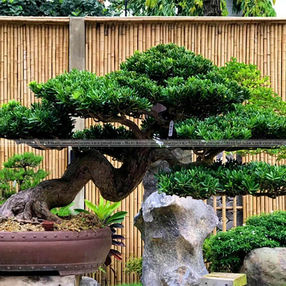 Vai trò của cây xanh trong cảnh quan