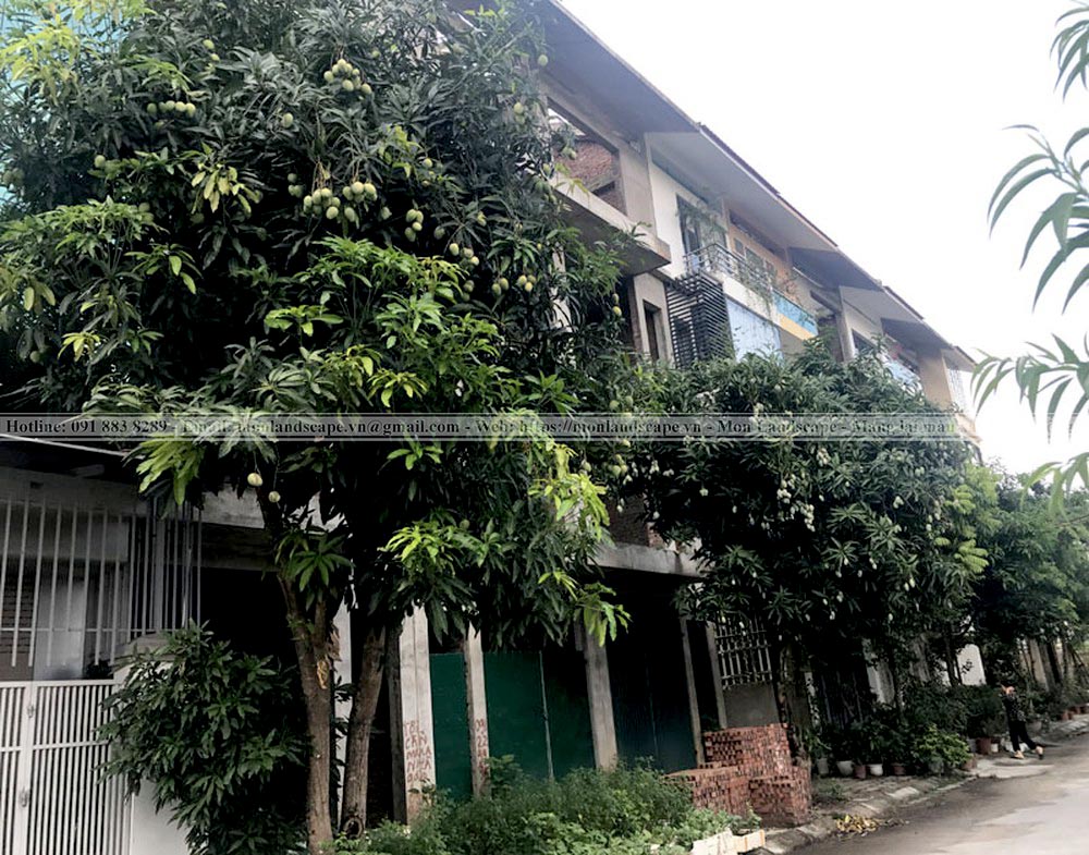 Vai trò của cây xanh trong cảnh quan