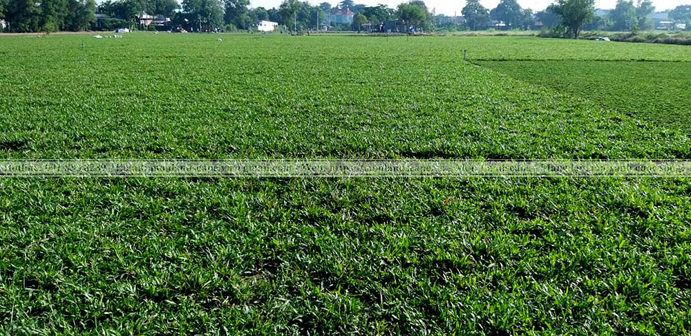 Vai trò của cây xanh trong cảnh quan