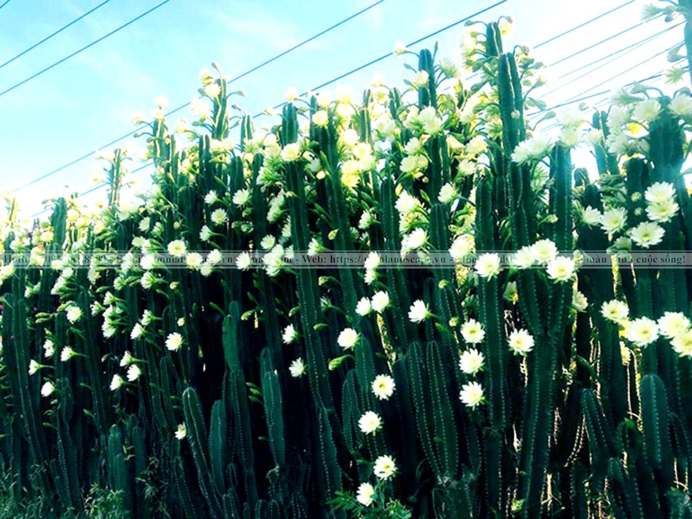 Vai trò của cây xanh trong cảnh quan